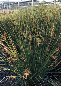 Juncus inflexus 'Blue Arrows'